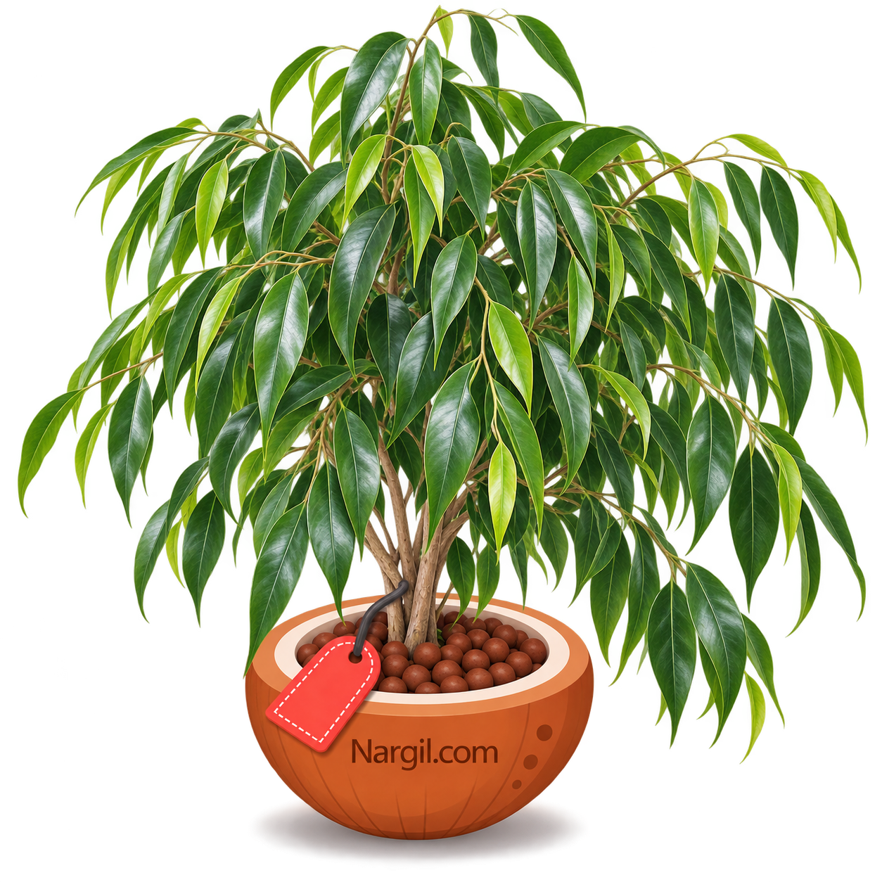 Nargil_Ficus Binnendijkii
